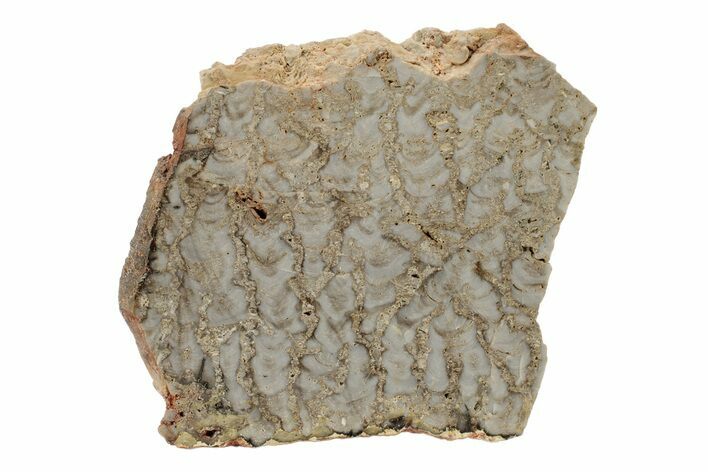 Paleoproterozoic Stromatolite (Eucapsiphora) Slab - Australia #239962